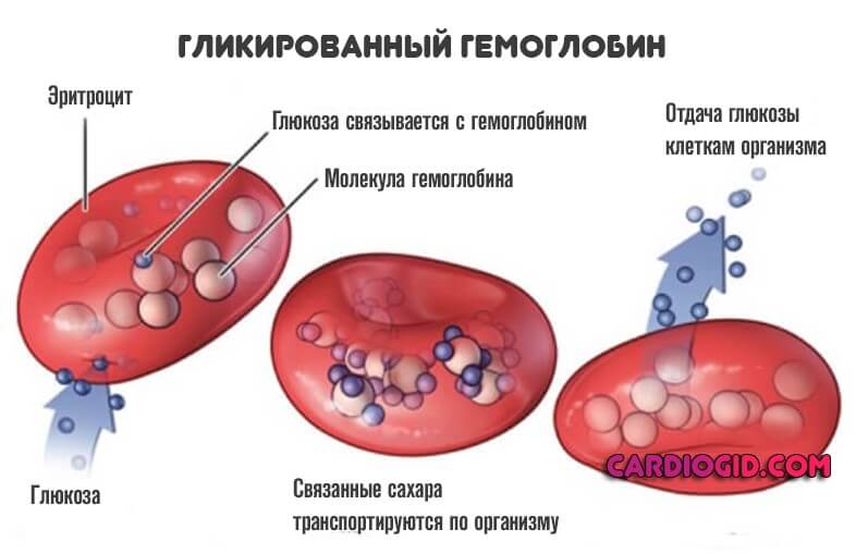гликированный-гемоглобин
