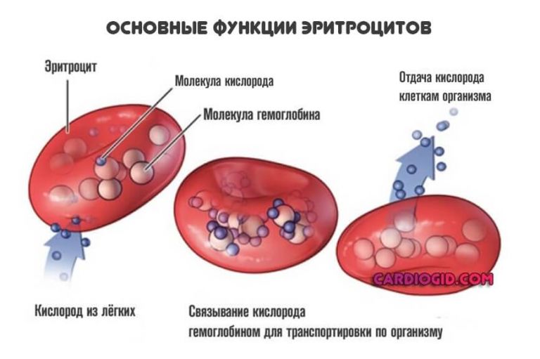 Цвет крови при низком гемоглобине у взрослого фото