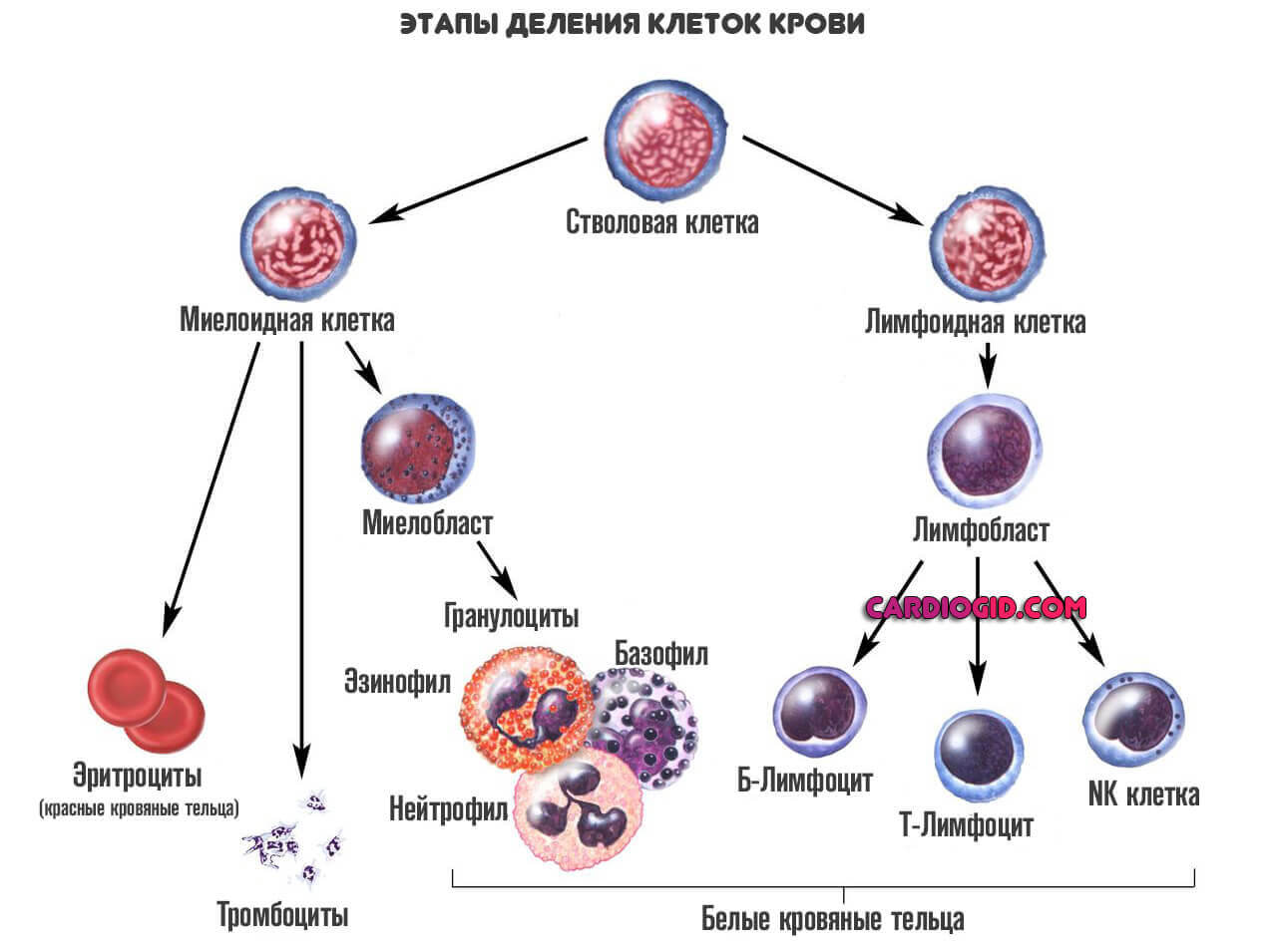 этапы-деления-клеток-крови