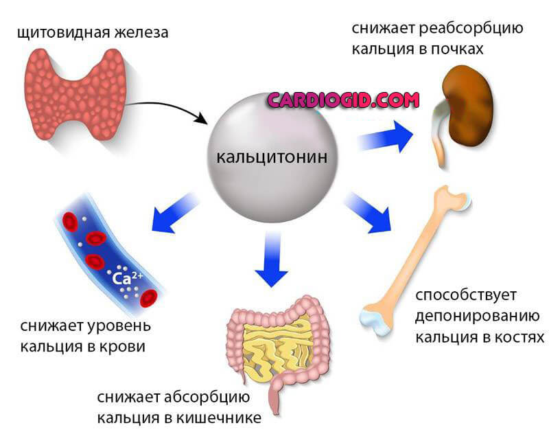 кальцитонин