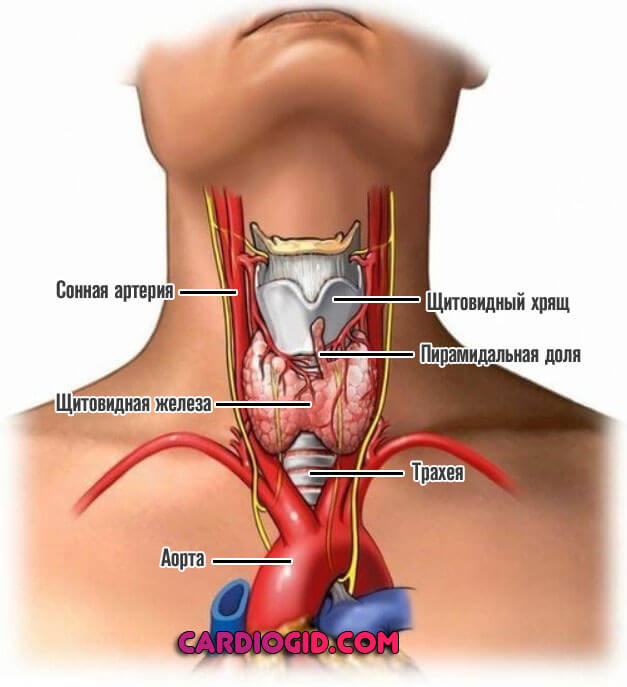 щитовидная-железа